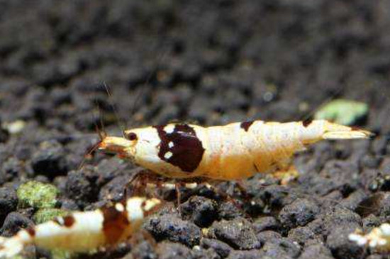 水晶虾为什么不繁殖