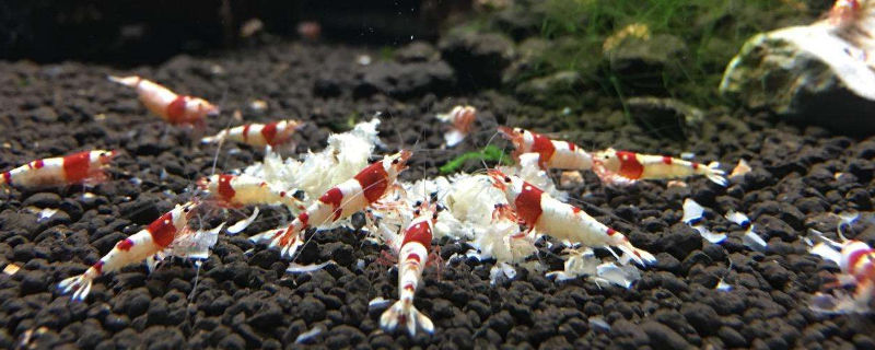 新买水晶虾如何过水