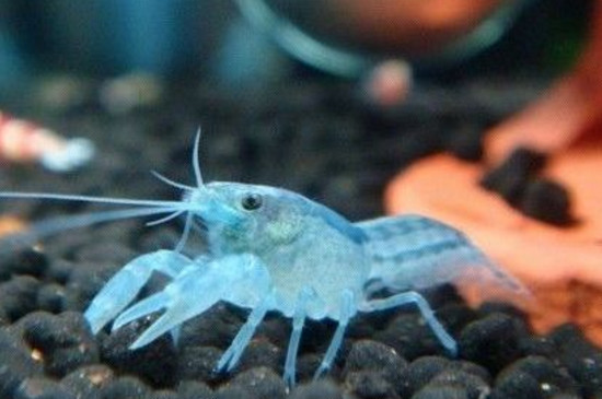 蓝鳌虾和什么鱼养一起