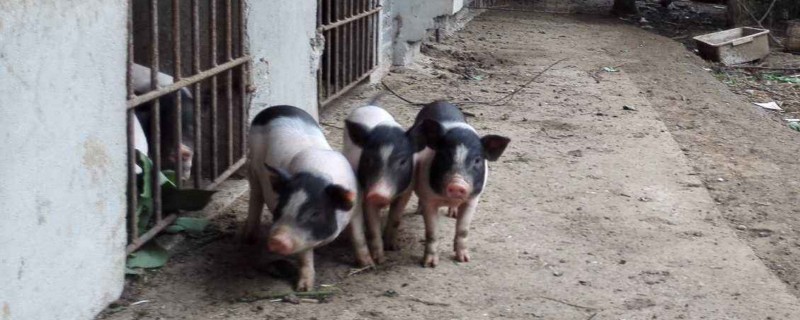 小香猪智商相当于几岁