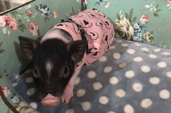 宠物猪惨死怎么处理