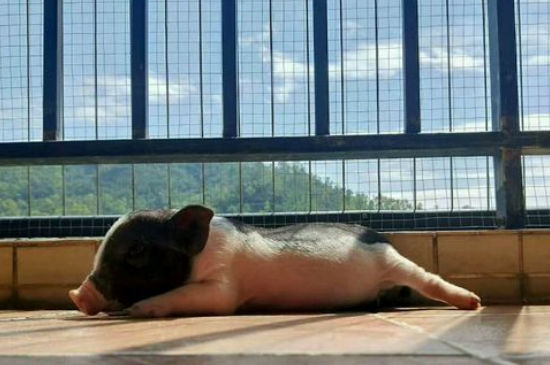 宠物猪惨死怎么处理