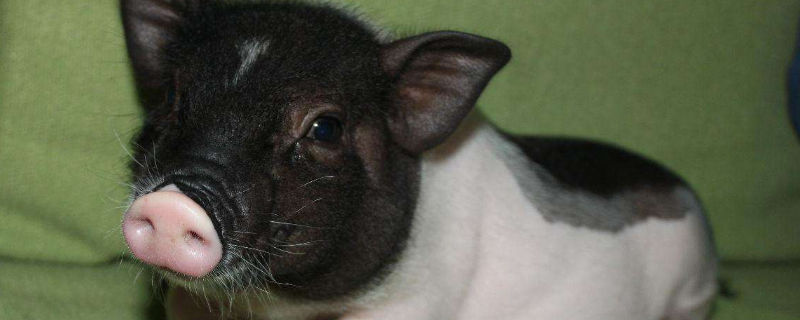 宠物猪不让抱怎么办