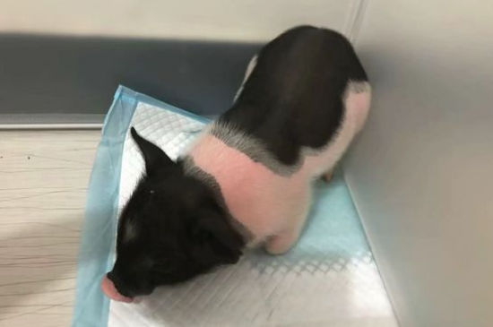 宠物猪不让抱怎么办