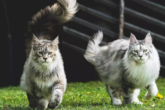 缅因猫掉毛吗