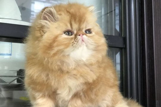 养波斯猫会臭吗