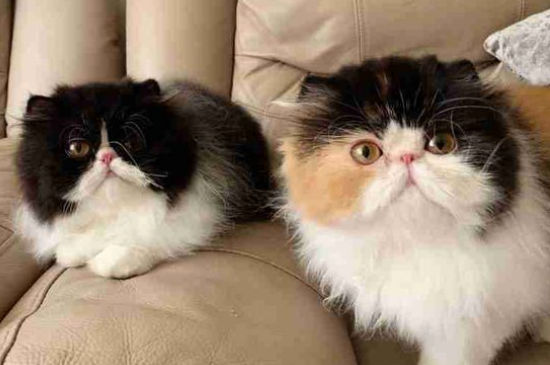 养波斯猫会臭吗