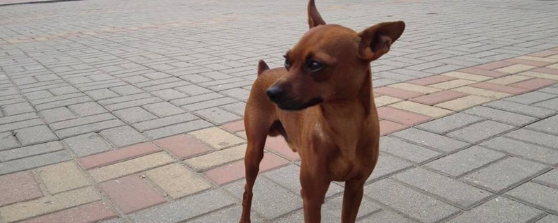 小鹿犬为什么养不活