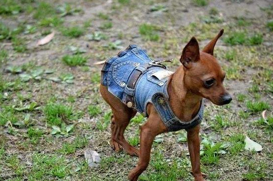 小鹿犬为什么养不活