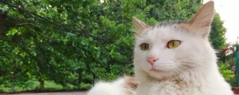 养猫之后越来越讨厌猫