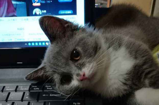 养猫之后越来越讨厌猫