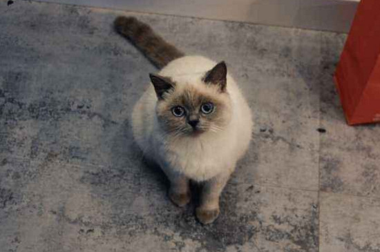 养猫之后越来越讨厌猫