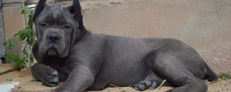 卡斯罗适合什么人养