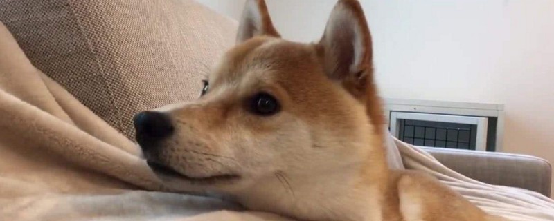 狗狗吃醋的表现