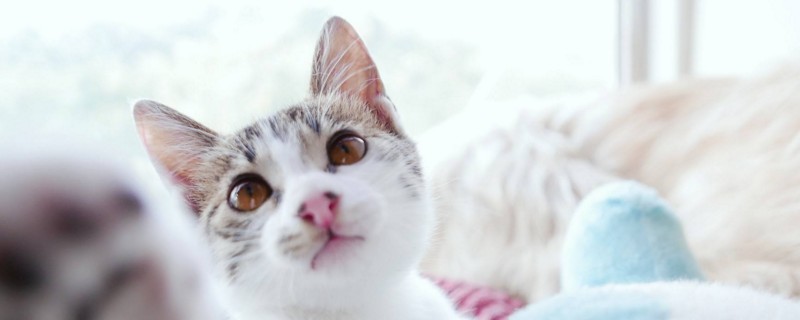 猫亲近人的表现