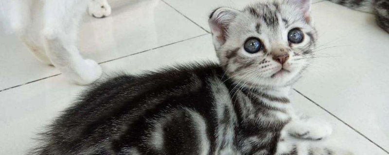 家里有猫可以养绿萝吗