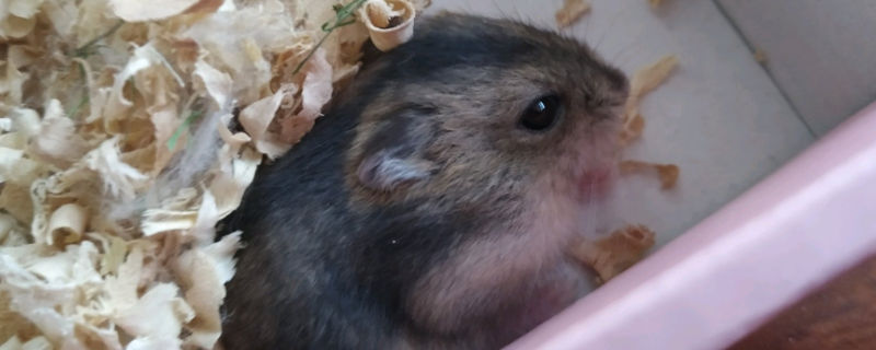 仓鼠脱毛露出红色的皮