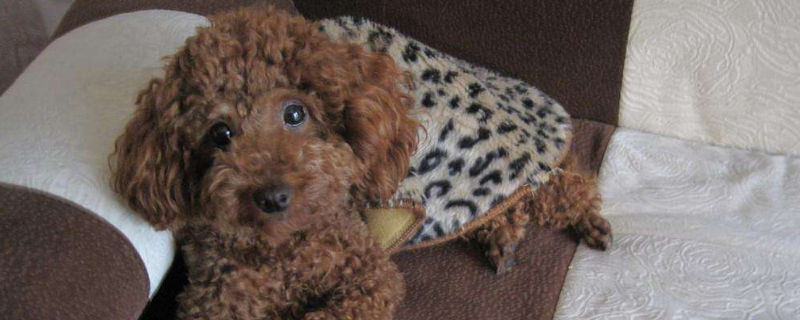 泰迪能吃蓝莓吗