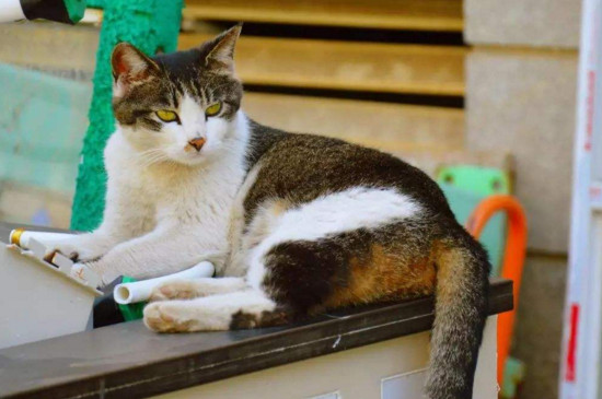 猫后脖子皮肤里有硬块