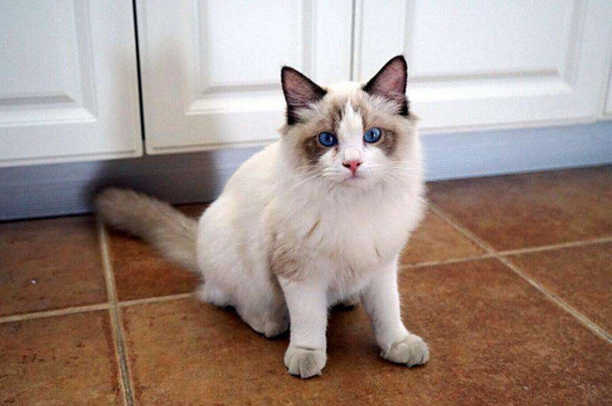 猫后脖子皮肤里有硬块