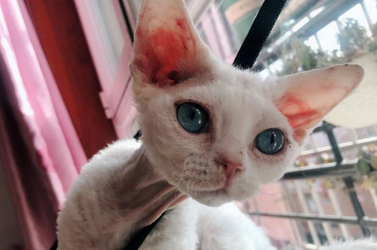 什么猫不容易掉毛