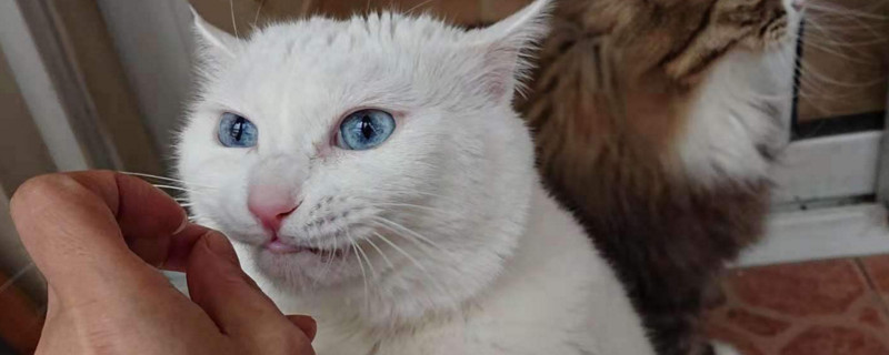 猫咪几个月可以吃猫草