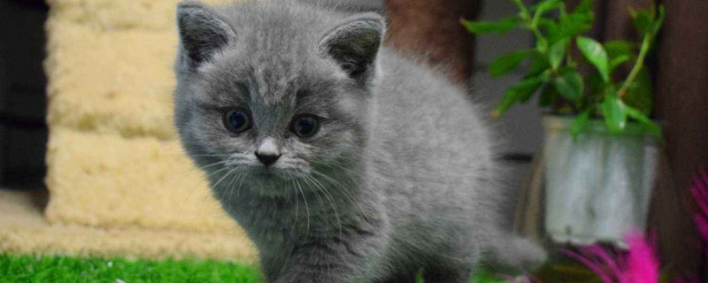 同窝的猫能繁殖吗