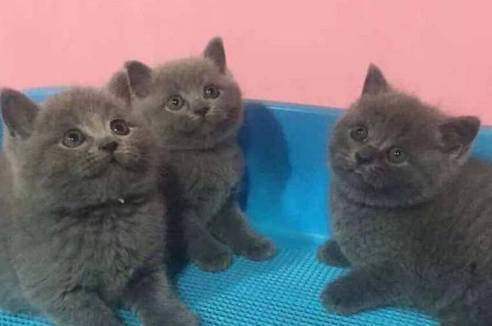 同窝的猫能繁殖吗