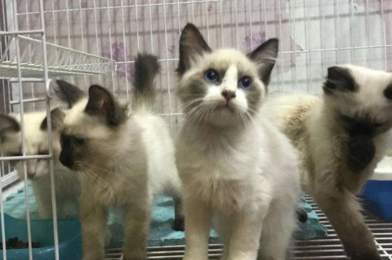 同窝的猫能繁殖吗