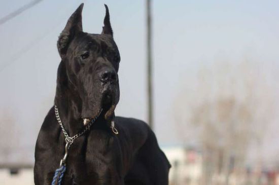 大丹犬怎样立耳