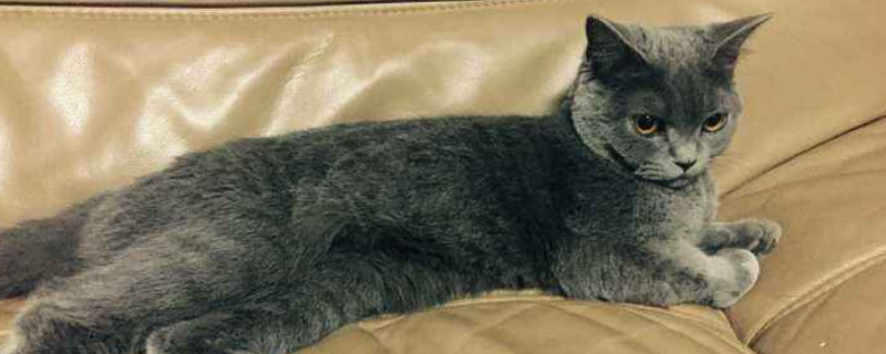 猫咪突然兴奋满屋子跑