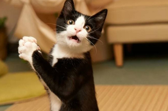 猫咪突然兴奋满屋子跑