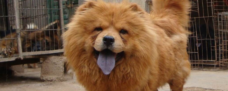 松狮犬为什么咬人