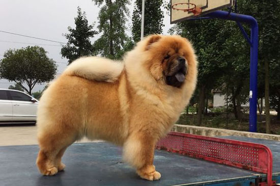 松狮犬为什么咬人