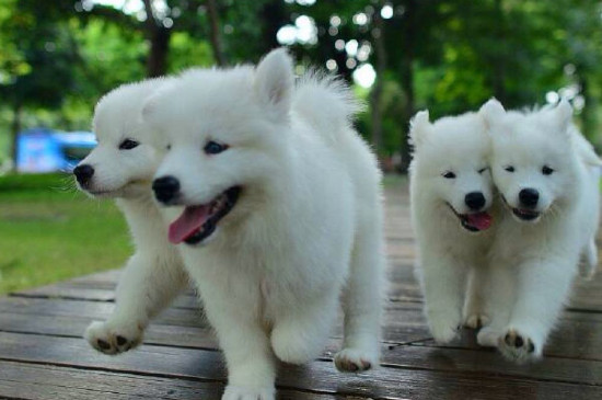 怎样让萨摩变温顺