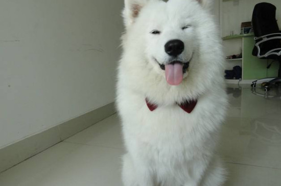 怎样让萨摩变温顺