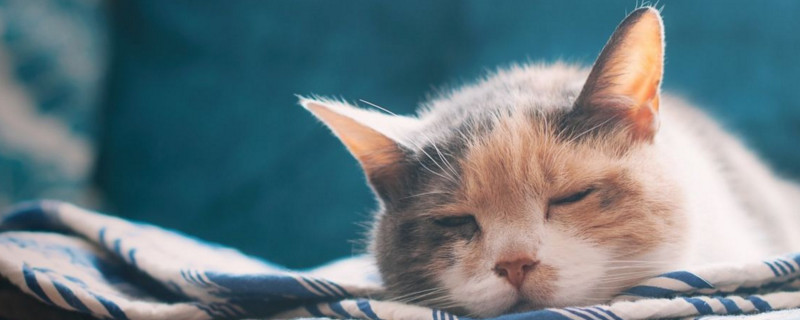 猫不喜欢主人了怎么办