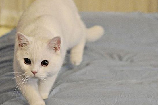 猫不喜欢主人了怎么办