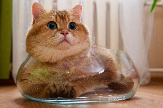 猫不喜欢主人了怎么办