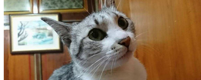 猫被送走会恨主人吗