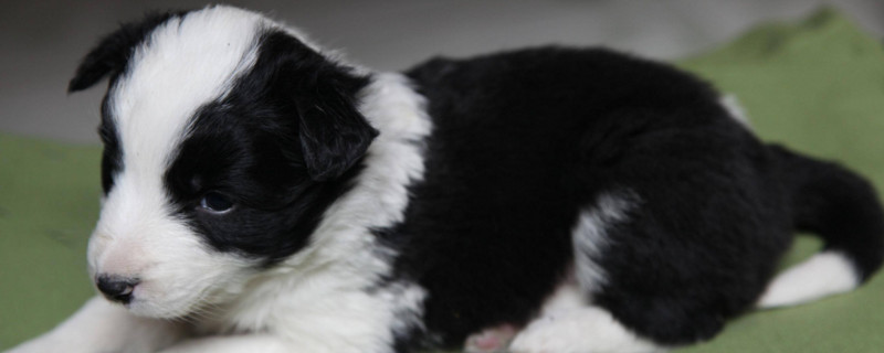 幼犬什么时候打疫苗和驱虫药