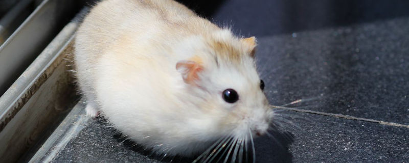 仓鼠宝宝多久离开妈妈