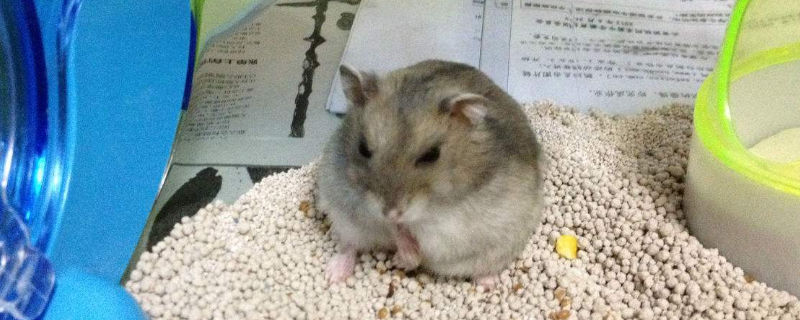 浴沙怎样给仓鼠洗澡