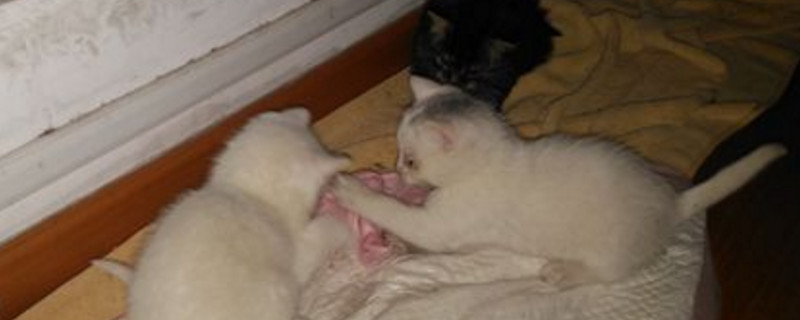 流浪猫生的小猫能养吗