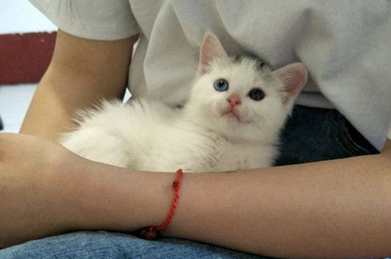 流浪猫生的小猫能养吗