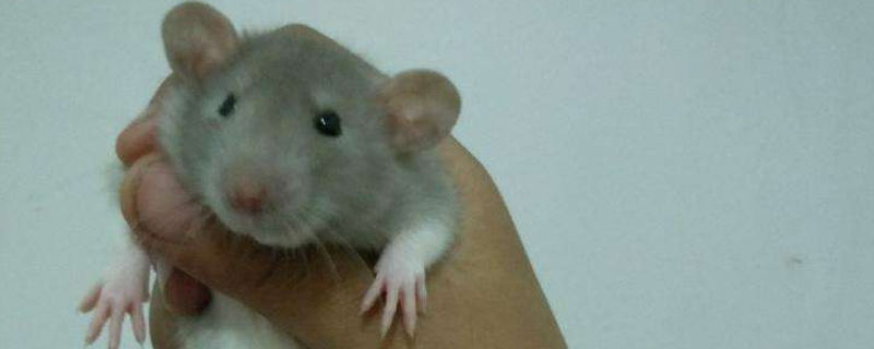 花枝鼠养死了怎么处理