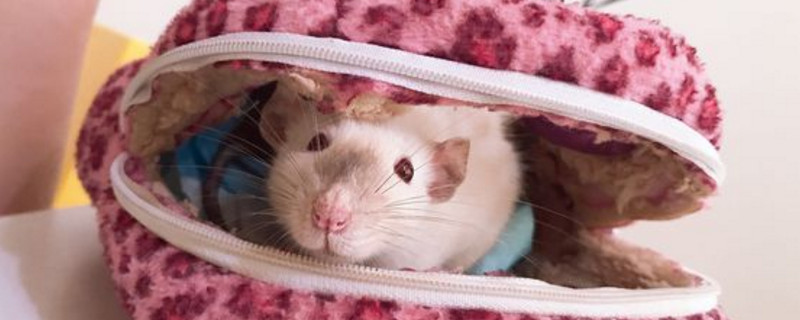 花枝鼠吃什么主食