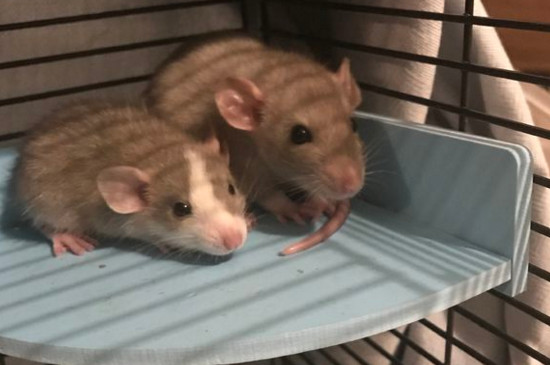 花枝鼠吃什么主食