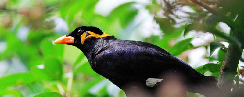 鹩哥放生了了能活吗