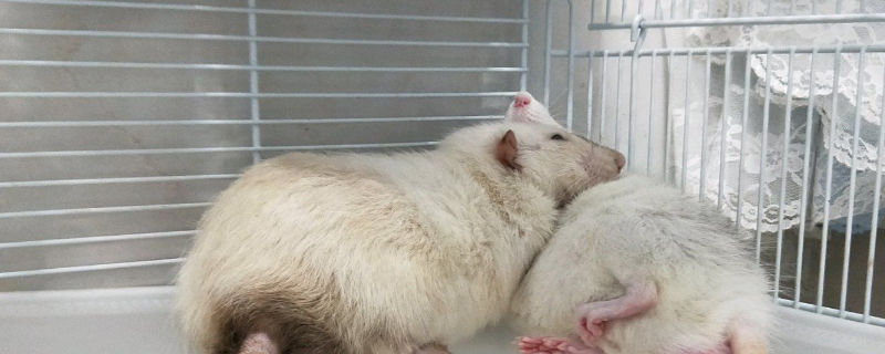 一只花枝鼠会寂寞吗